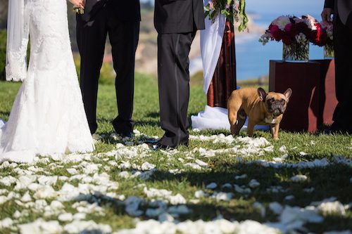 Santa Barbara Bacara Hotel Wedding Ceremony-6
