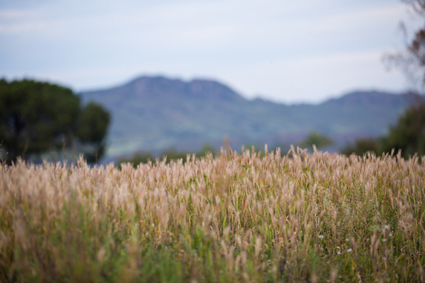 Thousand_Oaks_Engagement_Photographer_3