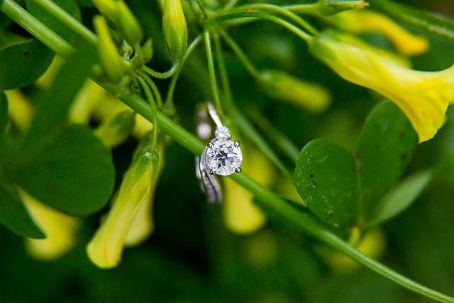 Santa Barbara engagement ring on yellow mustard plant
