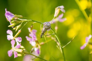 The engagement ring is meticulously placed on the wildflowers at Arroyo Hondo.