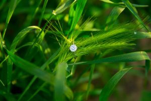 A Photo of the engagement ring laying on the green grass during the Santa Barbara engagement photoshoot.