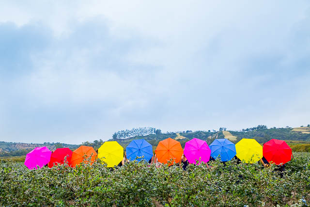 Bridal party photos at Gerry Ranch in Camarillo, California.