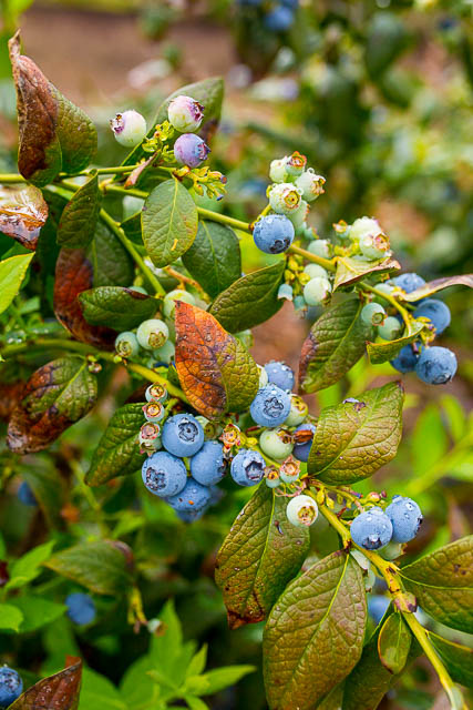 Blueberries at Gerry Ranch.
