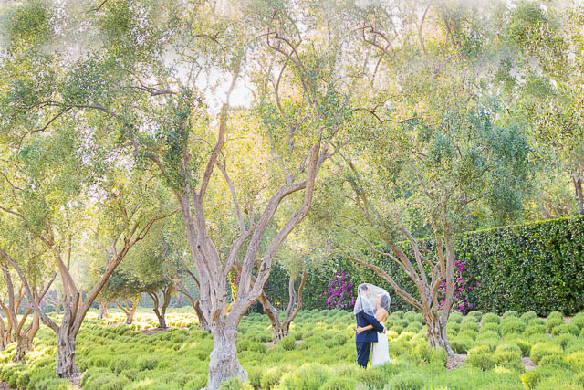 Bride and groom portraits in the lavender field at San Ysidro Ranch in Montecito, California.