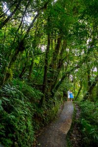 Adventurous engagement photos in Monteverde, Costa Rica.